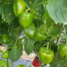 Green Crispum Vegetable Seeds for Planting  Fresh Leafy Greens