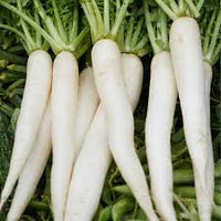 Radish Vegetable Seeds for Planting