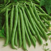 White Bean Planting Seeds for Your Garden