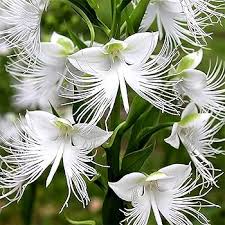 Egret Flower seeds for Planting Cut Flower Favorite Heirloom & GMO Free Seeds for Home Garden