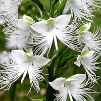Egret Flower seeds for Planting Cut Flower Favorite Heirloom & GMO Free Seeds for Home Garden