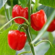 Sweet Pepper Seeds for Planting  Vibrant Vegetables for Your Garden