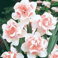 Baby Pink White Daffodil Flower Seeds for Planting – Heirloom NonGMO Organic Garden Seeds – Shade Tolerant High Germination
 
 Sale