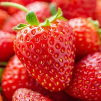 Alpine Strawberry (Fragaria vesca) Seeds – Red Fruit, White Flowers