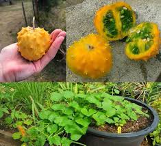 Kiwano Vegetable Seeds for Easy Planting