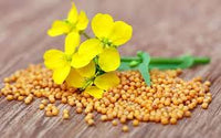 Brown Mustard (Brassica juncea) Vegetable Herb Seeds