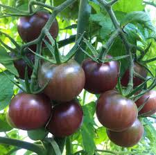 Black Brown Tomato Seeds for Planting