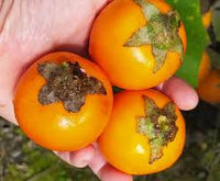 Orange Naranjilla Lulo Seeds for Planting  Grow Exotic Tropical Fruit at Home