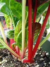 Pink Green Swiss Chard Vegetable Seeds for Garden Planting