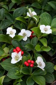 Western Bunchberry (Alaskan Dogwood) Canadian Cornus unalaschkensis Groundcover Flower Seeds