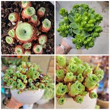 100 Pcs