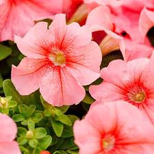 Peach Petunia Flower Seeds for Planting – Heirloom NonGMO Organic Garden Seeds – Easy to Grow High Germination Blooms
 
 Sale