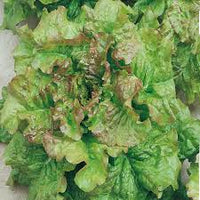 Green Brown Prizehead Vegetable Seeds for Planting