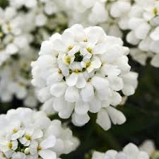 Iberis Sempervirens Flower seeds for Planting - Cut Flower Favorite, Heirloom & GMO Free Seeds for Home Garden
 
 Sale seeds for home garden