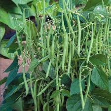 Pole Bean Garden Seeds  Ideal for Vertical Planting in Warm Seasons