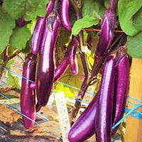 Violet Brinjal Vegetable Seeds for Planting