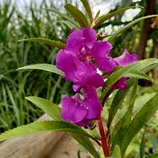Violet Balsam Flower Seeds for Planting – Heirloom NonGMO Organic Garden Seeds – Premium Quality High Germination Blooms
 
 Sale