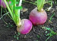 Swede Vegetable Seeds for Easy Planting