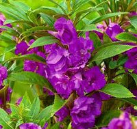 Violet Balsam Flower Seeds for Planting – Heirloom NonGMO Organic Garden Seeds – Premium Quality High Germination Blooms
 
 Sale