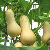 Yellow Butternut Vegetable Seeds Planting