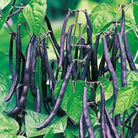 Purple Stallard Bean Vegetable Seeds for Planting