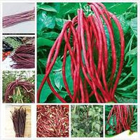 Maroon Yardlong Bean Seeds for Planting
