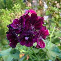 Burgundy Geranium Flower Seeds for Planting – Heirloom NonGMO Organic Garden Seeds – Sun Loving High Germination
 
 Sale