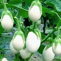 Green White Eggplant Seeds for Vegetable Planting