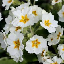 White Primrose Flower Seeds for Planting