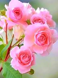 Light Pink Home Garden Rose Flower Seeds Heirloom NonGMO Organic Garden Seeds for Planting
 
 Sale