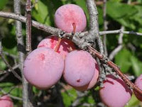 American Plum (Prunus americana) Tree Shrub Seeds – Red Purple Fruit, White Flowers