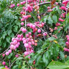 American Plum (Prunus americana) Tree Shrub Seeds – Red Purple Fruit, White Flowers