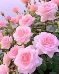 Light Pink Home Garden Rose Flower Seeds Heirloom NonGMO Organic Garden Seeds for Planting
 
 Sale