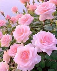 Light Pink Home Garden Rose Flower Seeds Heirloom NonGMO Organic Garden Seeds for Planting
 
 Sale
