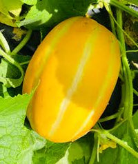 Gold Neungju Vegetable Seeds for Planting
