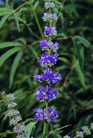 Vitex Agnus-Castus Plant Seeds for Thriving Herbal Shrub  Ideal for Planting Gardens, Yards, or Landscapes