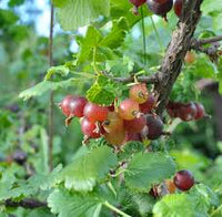 Johannisbeere Red Fruit Seeds for Planting - Grow Your Own Juicy Currants!