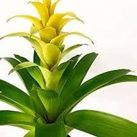 Yellow Bromeliad Tillandsia Bulbosa Flower Seeds for Planting – Heirloom, Non-GMO, Organic Garden Seeds