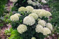 Invincibelle Limetta' Hydrangea Flower seeds for Planting - Cut Flower Favorite, Heirloom & GMO Free Seeds for Home Garden
 
 Sale for planting in home garden.