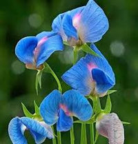 Deep Blue Sweet Pea Flower Seeds for Planting – Heirloom NonGMO High Germination Organic Garden Seeds for SunLoving Blooms
 
 Sale