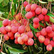 Leeche Fruit Seeds for Planting - Grow Your Own Lychee Tree at Home