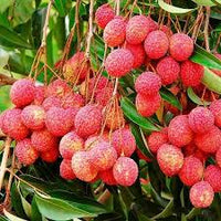 Leeche Fruit Seeds for Planting - Grow Your Own Lychee Tree at Home