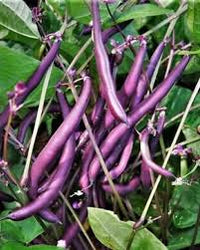 Purple Bean Vegetable Seeds for Planting