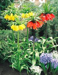 Mixed Imperial Wang Fritillaria Flower Seeds Wildflower Mix Heirloom NonGMO Organic Garden Seeds for Planting
 
 Sale
