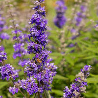 Vitex Agnus-Castus Plant Seeds for Thriving Herbal Shrub  Ideal for Planting Gardens, Yards, or Landscapes