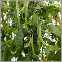 Green Appaloosa Bean Vegetable Seeds for Planting
