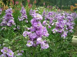 Lavender Matthiola Incana Flower Seeds Cut Flower Favorite Heirloom NonGMO Organic Garden Seeds for Planting
 
 Sale