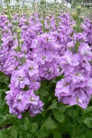 Lavender Matthiola Incana Flower Seeds Cut Flower Favorite Heirloom NonGMO Organic Garden Seeds for Planting
 
 Sale