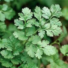 Cilantro Coriander Seeds for Planting  Grow Fresh Green Herbs