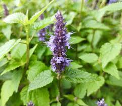 Mentha Piperita Seeds for Vegetable Planting